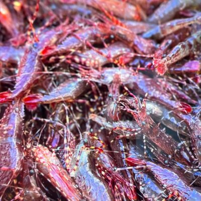 LIVE Coonstripe Shrimp ONLY AUBURN and SAC