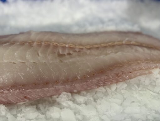 Fresh Wild Hake