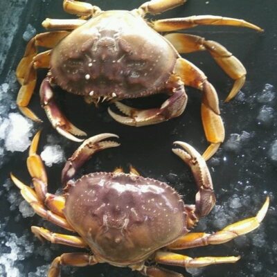 LIVE Jumbo Dungeness Crab (Auburn, NCFM, Placer, Sac, Reno ONLY)